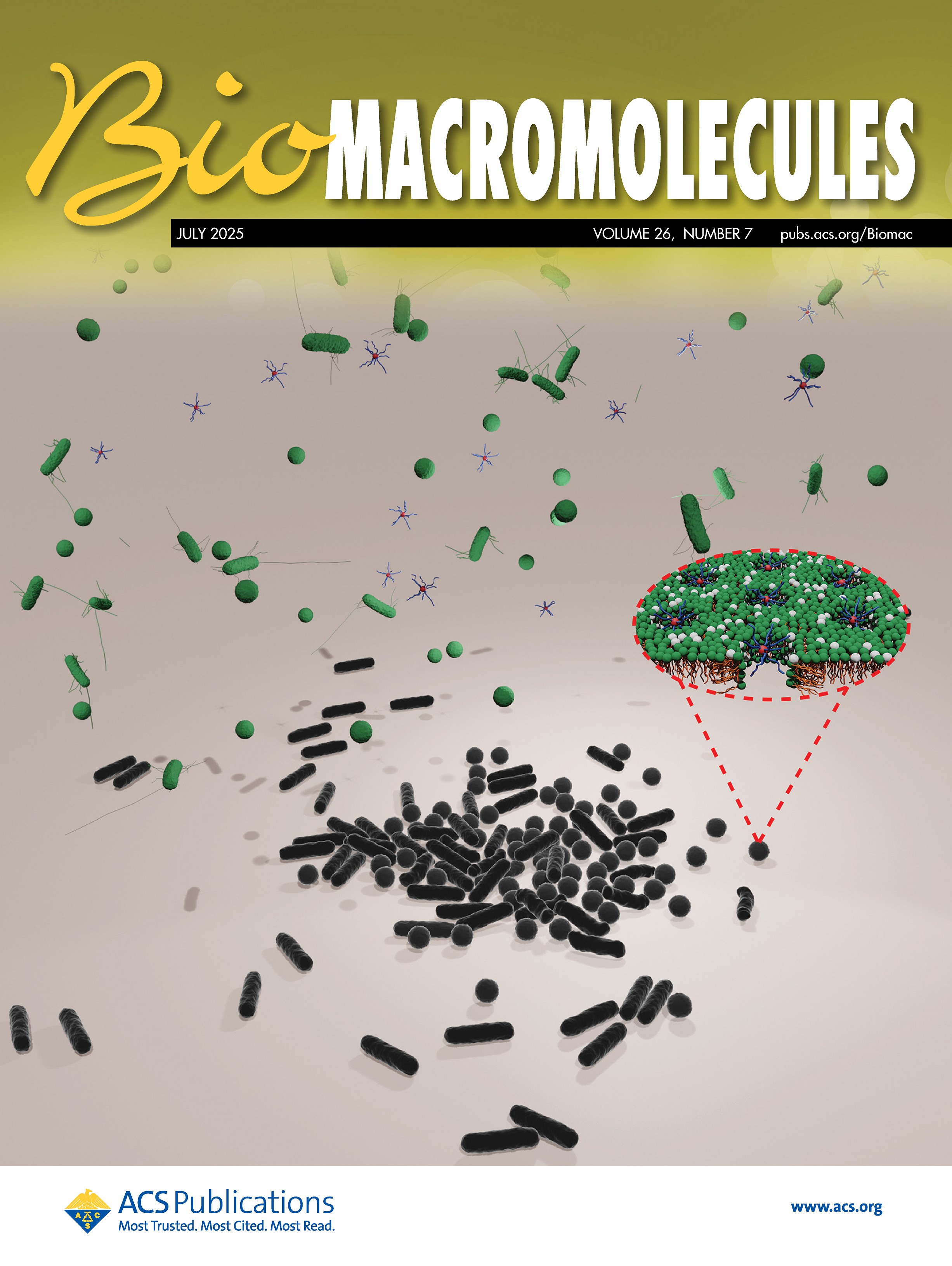 BioMacromolecules
