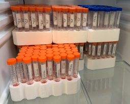      TTUHSC Team Successfully Produces Viral Transport Media for COVID-19 Testing   